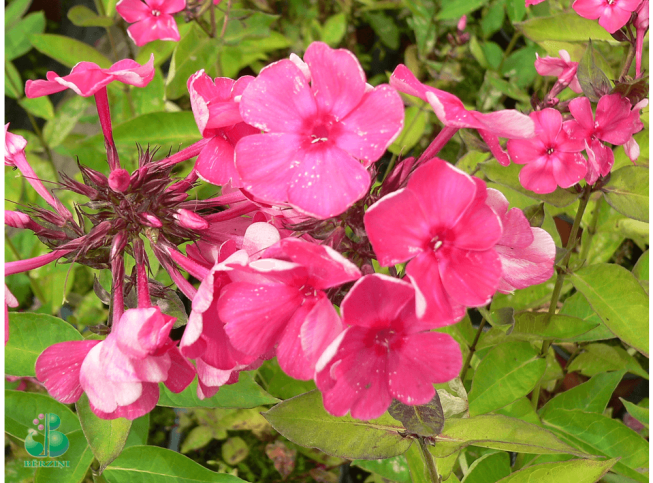 Phlox paniculata   'Tenor'
